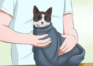 Comment mettre des gouttes à un chat