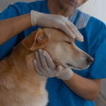 Hydrothérapie et massage thérapeutique du chien