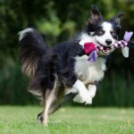 Les 5 meilleurs jouets d’extérieur pour chiens