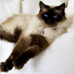 The ragdoll cat, an easy-going breed