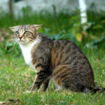 Calmants homéopathiques pour les chats