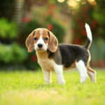 Un Beagle qui débute sa vie a 10 ans