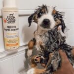 Les shampoings essentiels pour animaux