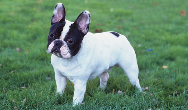 Bulldog-francais-blanc