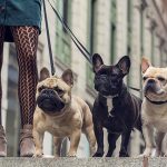 The French bulldog, a perfect dog for families?