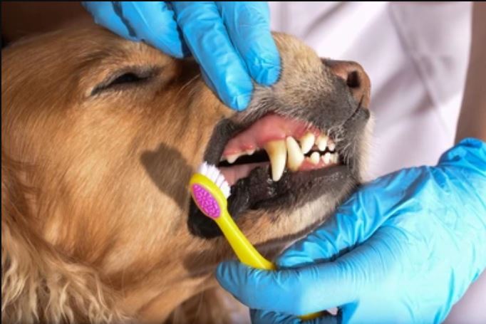 gingivite sur dents d'un chien