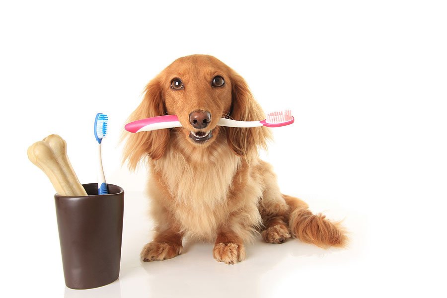brushing a dog's teeth 
