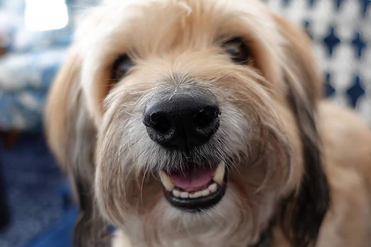 sourire dents d'un chien