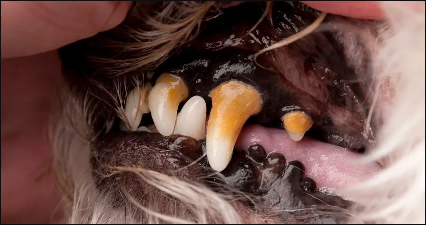 tartar teeth of a dog 