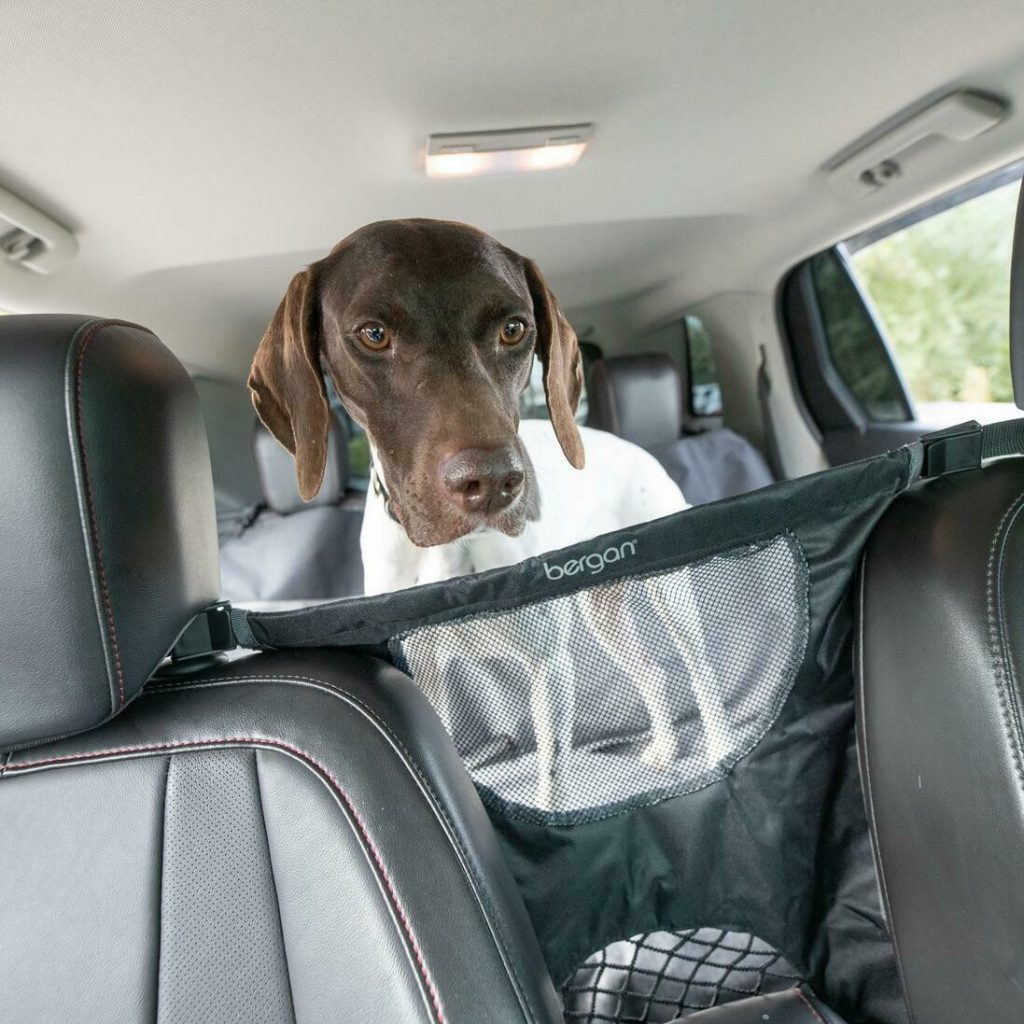 Équipement pour chien en voiture