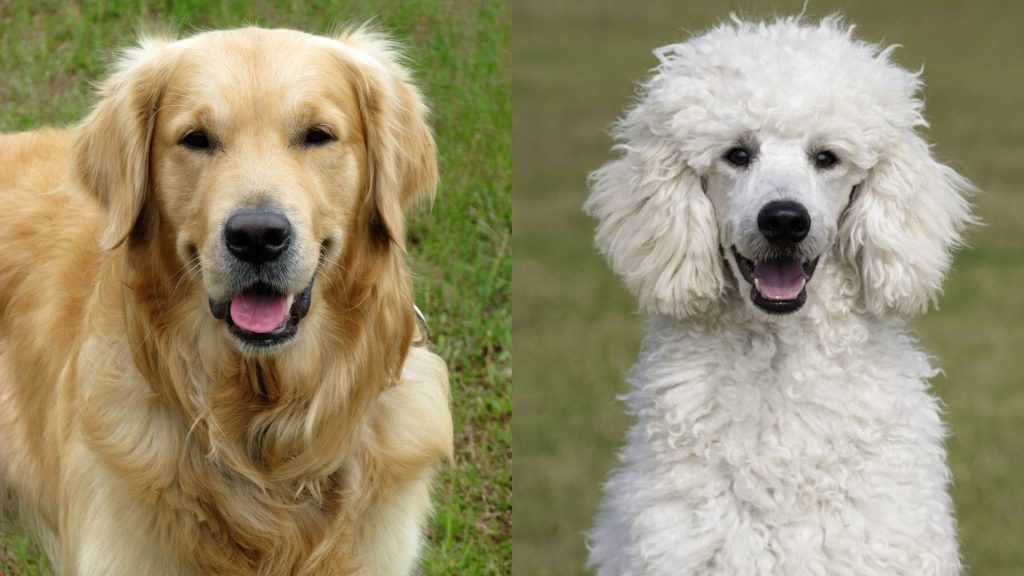 poodle and golden retriever 