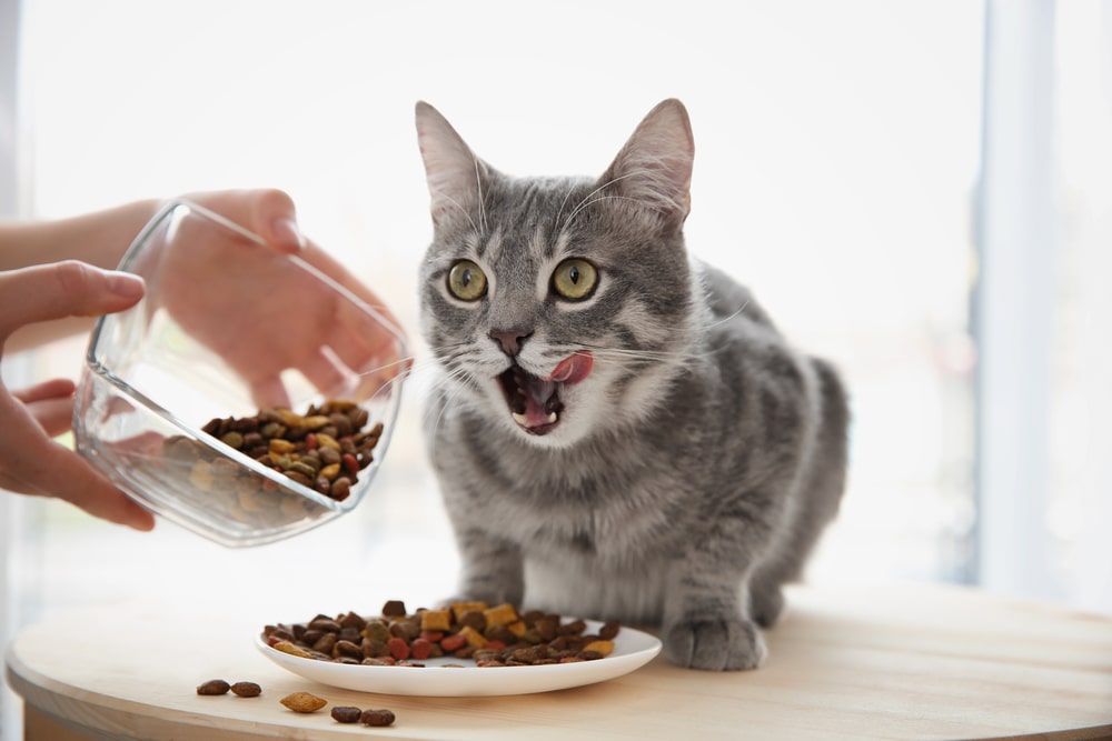 change my cat's food 