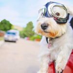 How to prepare well when traveling with your pet?