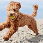 Goldendoodle is a docile and easy-to-train family pet