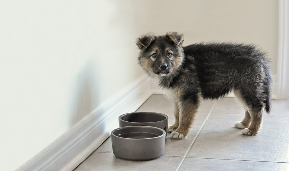 types of transitional dog food 