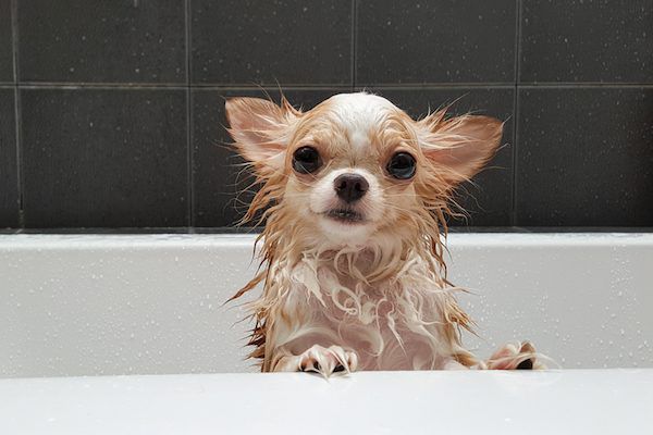 small dog shampoo 