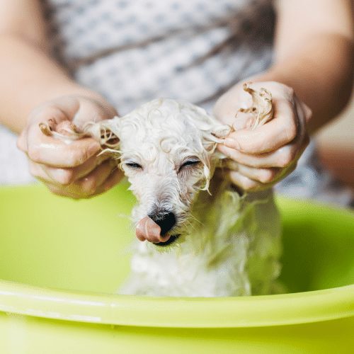 shampoing chien blanc