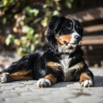 Tips and Tricks for Potty Training Dogs