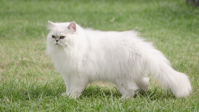 persian adult cat