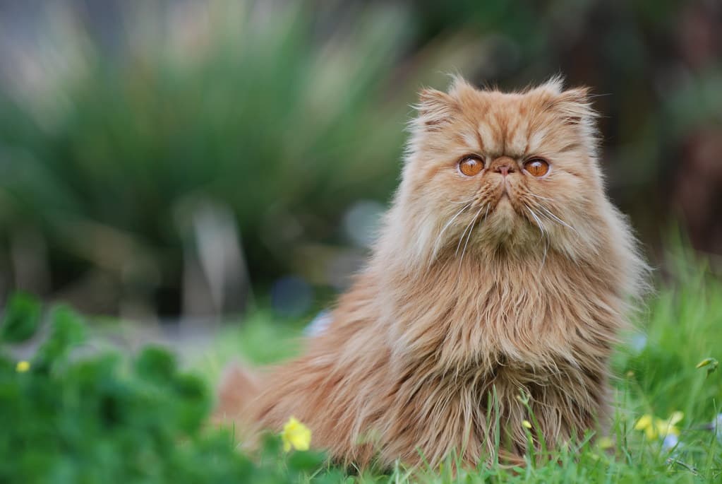 ginger persian cat