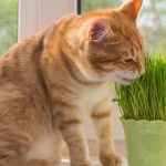 Les effets de l'herbe à chat sur les chats : Ce que vous devez savoir
