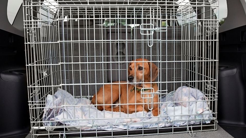 Quelle cage de transport choisir pour son chien ?