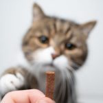Cat treat, how to choose the best?