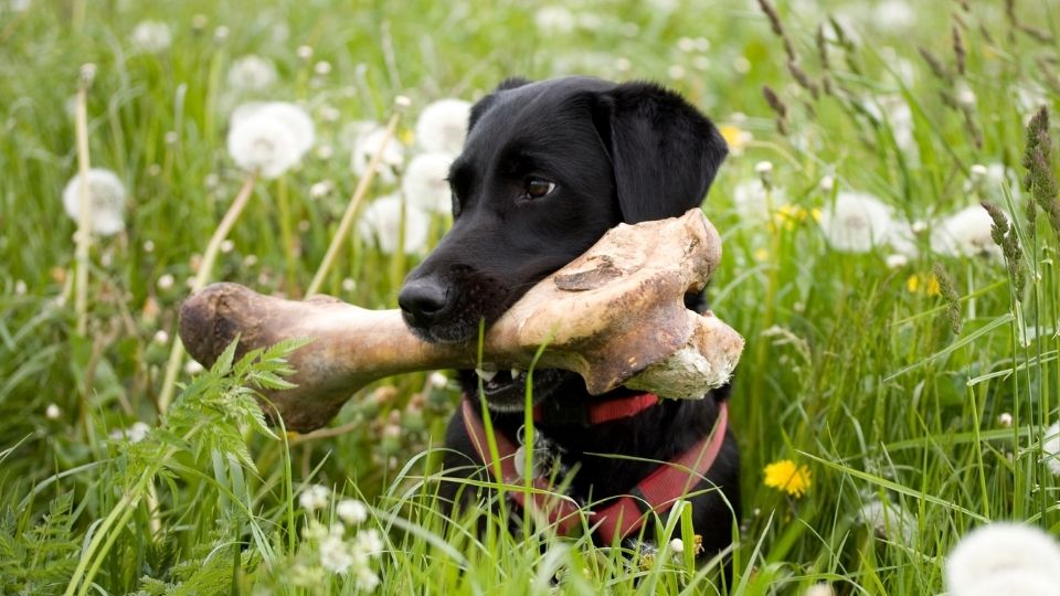bone for labrador