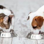 Royal Canin: A Complete Brand Guide
