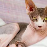 5 facts to know about the sphynx cat