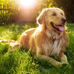 Golden retriever, all about this magnificent dog