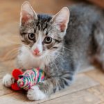 The top 5 cat toys