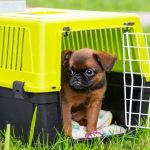 How to choose a dog cage?