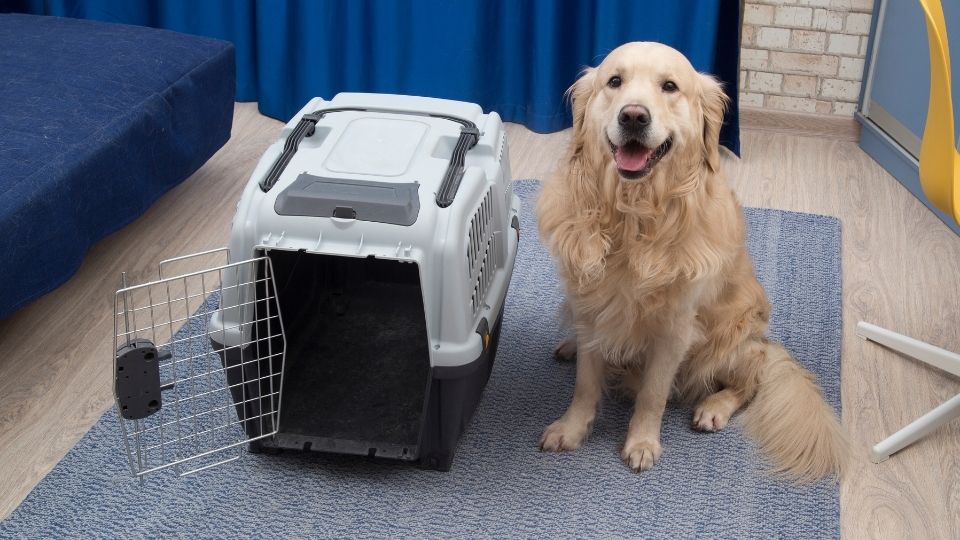 Comment choisir une caisse ou cage de transport pour chien ?
