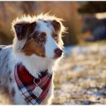 How to choose the perfect scarf for your dog?