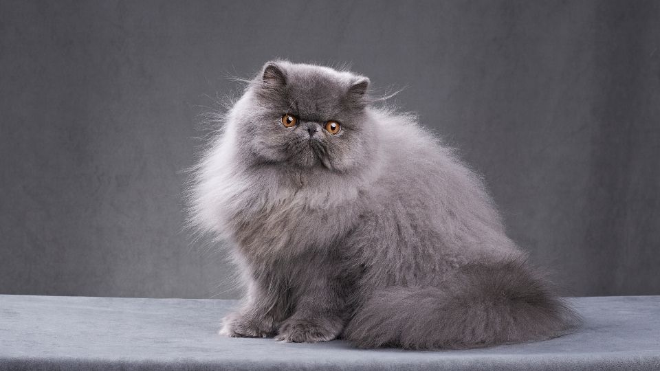 chat gris persan