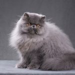 Introduction to the Persian cat breed