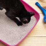 How to choose the ideal litter tray for your cat