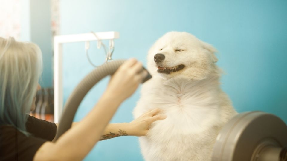 Dog grooming dryer