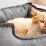 Comment choisir le lit pour chat idéal pour votre ami félin?