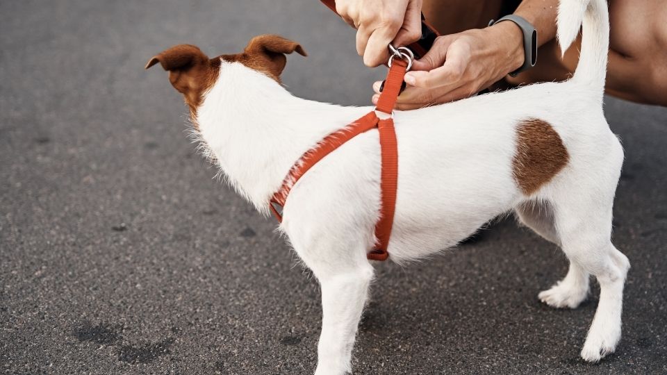 Comment choisir le meilleur harnais pour chien ? - Magazine GRATUIT Animaux  en ligne