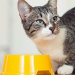 Les aliments Royal Canin pour chatons : Un guide complet