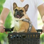 Choosing the ideal bicycle basket for your dog?