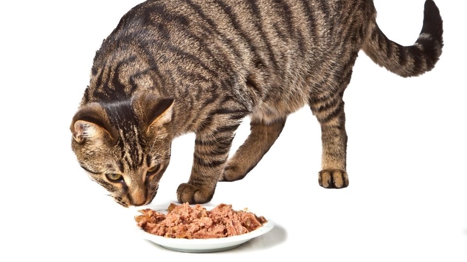Nourriture pour chaton