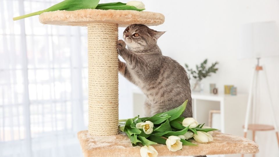 scratching post for cat