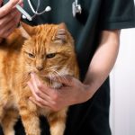 Anti flea for cats, how to protect my cat