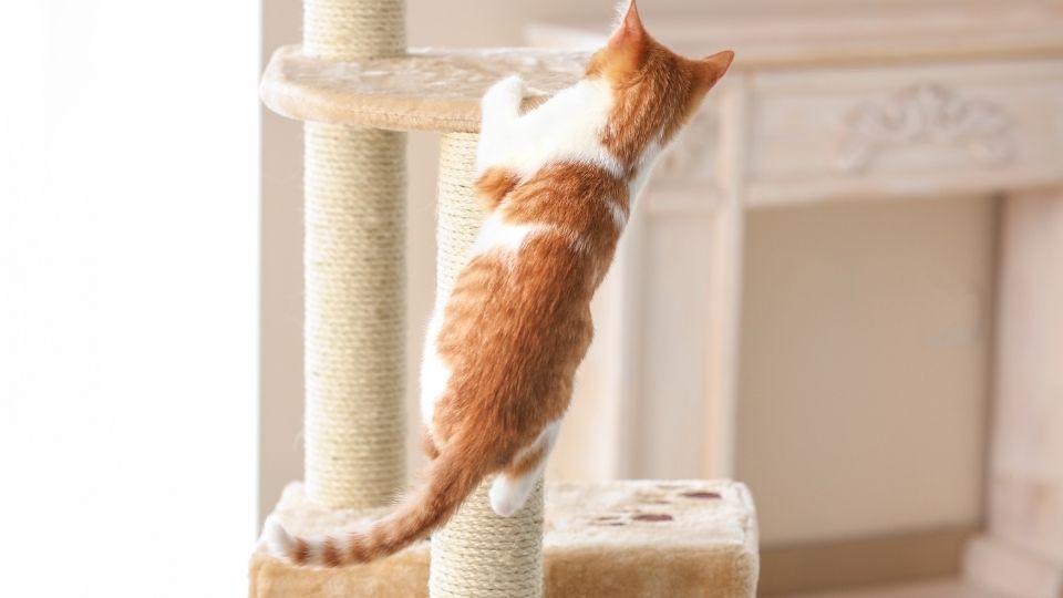 scratching post for cat