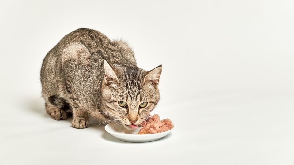 Nourriture conserve pour chat