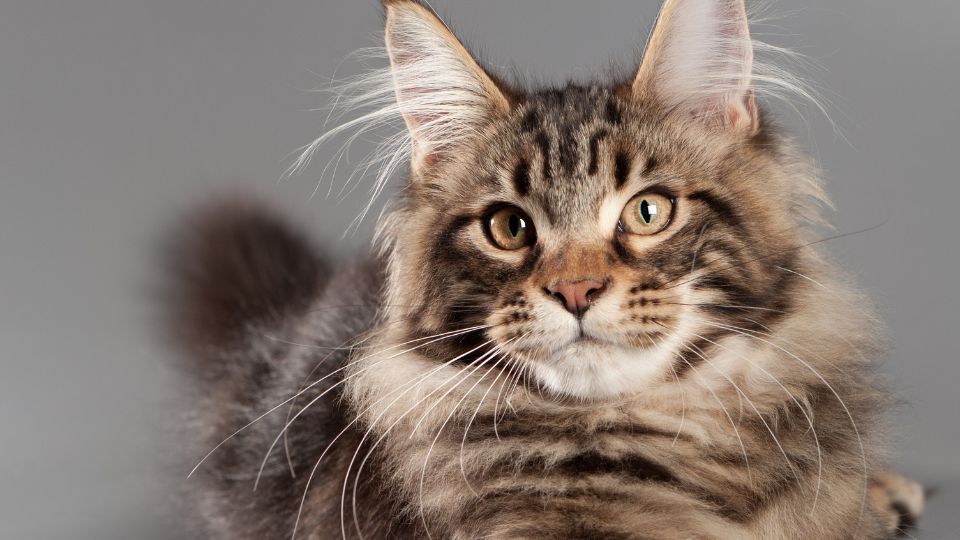 chat Maine coon