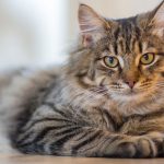 The origin of cats and their domestications